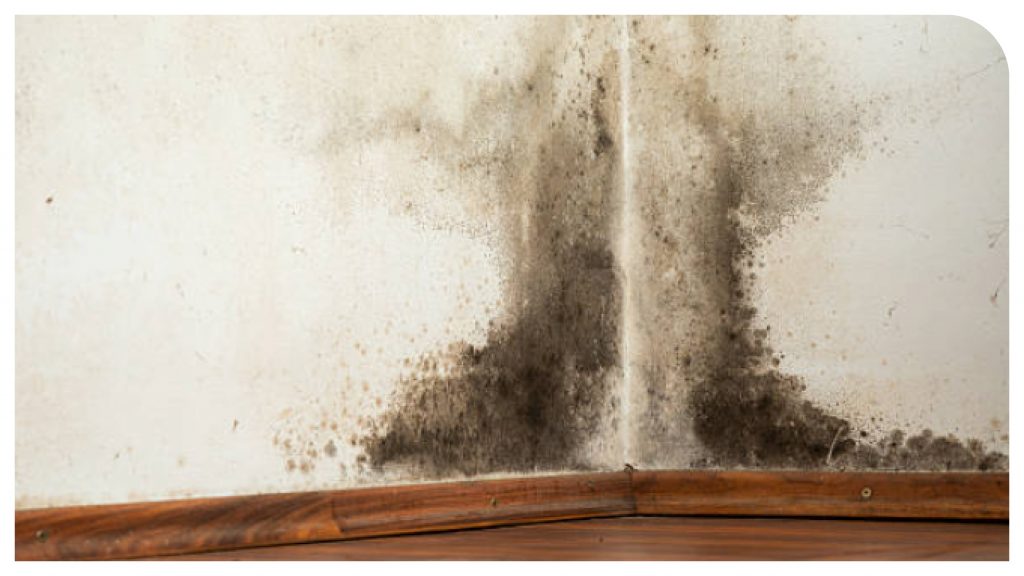 black spot mould